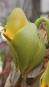 Catasetum macrocarpum