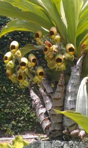 Catasetum macrocarpum