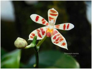 Phalaenopsis maculata