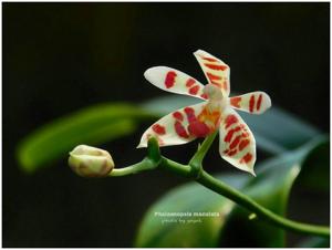 Phalaenopsis maculata