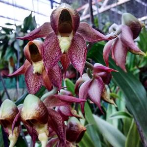 Catasetum maculatum