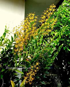 Dendrobium gouldii