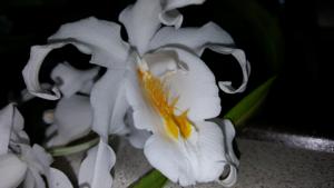 Coelogyne cristata