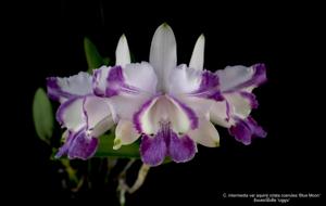 Cattleya intermedia