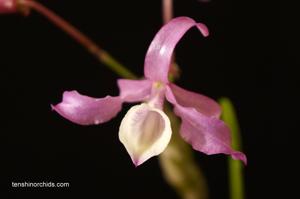 Dendrobium tortile