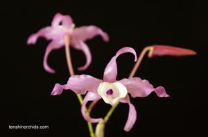 Dendrobium tortile