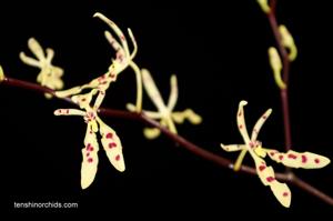 Renanthera citrina