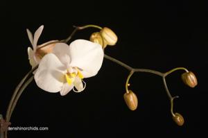 Phalaenopsis philippinensis