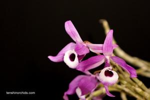 Dendrobium lituiflorum