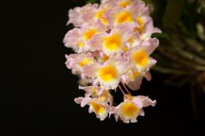 Dendrobium amabile