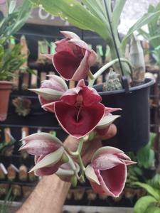 Catasetum pileatum