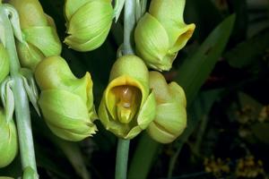 Catasetum planiceps