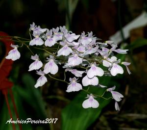 Ionopsis utricularioides