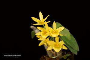 Dendrobium senile