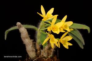 Dendrobium senile