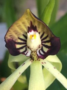 Prosthechea cochleata