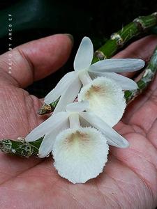 Dendrobium polyanthum