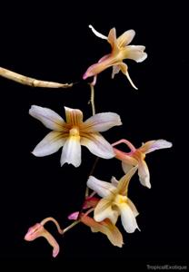 Dendrobium calcariferum