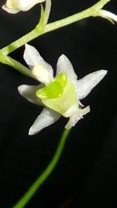 Phymatidium falcifolium