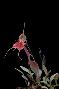 Lepanthes matamorosii