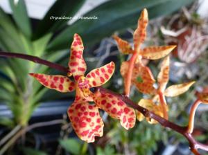 Renanthera monachica