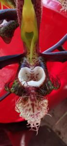 Catasetum saccatum