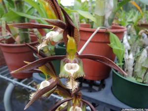 Catasetum saccatum