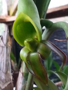 Catasetum saccatum