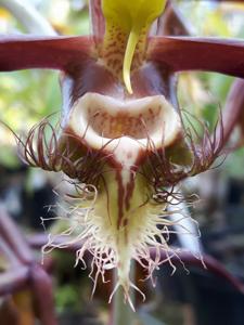 Catasetum saccatum