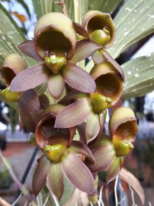 Catasetum osakadianum