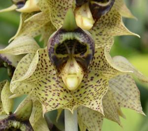 Catasetum sanguineum