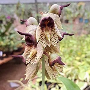 Catasetum sanguineum