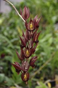 Catasetum schmidtianum