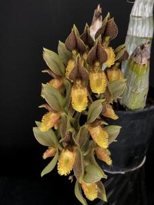 Catasetum schunkei
