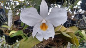 Dendrobium infundibulum