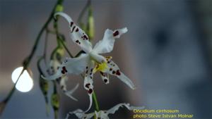 Oncidium cirrhosum