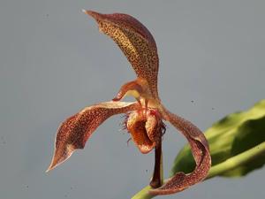 Catasetum spitzii