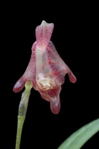 Porroglossum dalstroemii