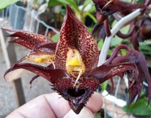 Catasetum schmidtianum