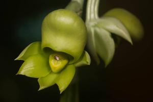 Catasetum tabulare