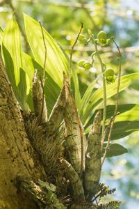 Catasetum tabulare