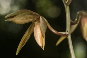 Catasetum tabulare