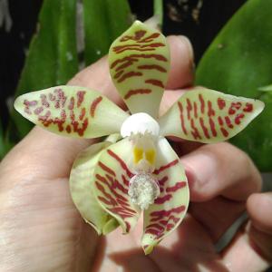 Phalaenopsis sumatrana