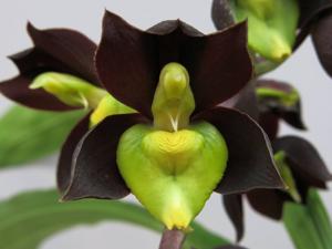 Catasetum tenebrosum