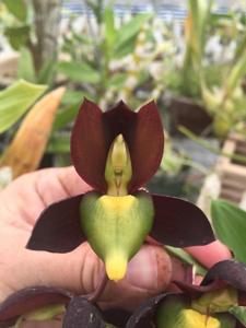 Catasetum tenebrosum