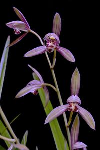 Cymbidium ensifolium