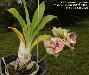 Catasetum tigrinum