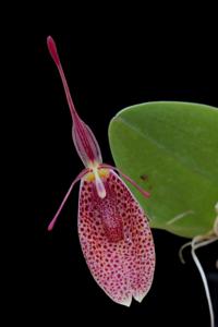 Restrepia elegans