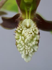 Catasetum tuberculatum