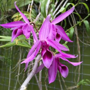 Dendrobium anosmum